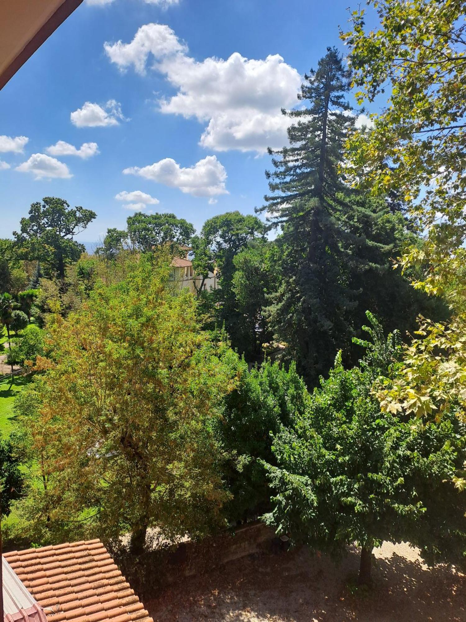 Robinia Genzano di Roma